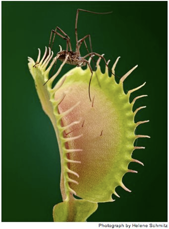 Illustration for article titled The Unfurled Petals That Lure With Sweet Poison